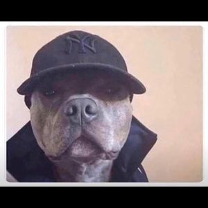 Meet your Posher, Oscar